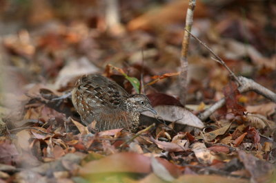 Madagascar Button-quail