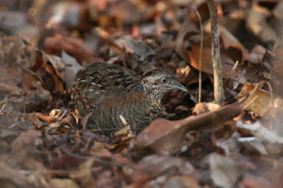 Madagascar Button-quail