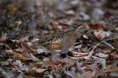 Madagascar Button-quail