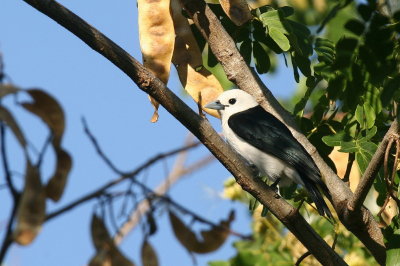 White-headed Vanga