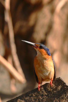 Madagascar Kingfisher