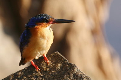 Madagascar Kingfisher