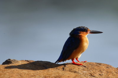 Madagascar Kingfisher