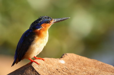 Madagascar Kingfisher