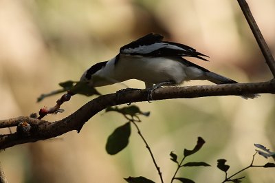 Hook-billed Vanga