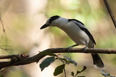 Hook-billed Vanga