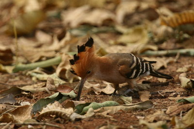 Madagascar Hoopoe