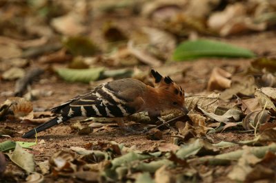 Madagascar Hoopoe