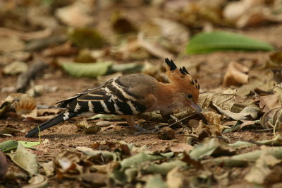 Madagascar Hoopoe