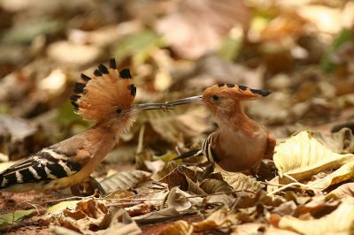 Madagascar Hoopoe