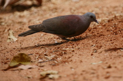 Madagascar Turtle Dove