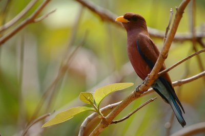 Broad-billed Roller