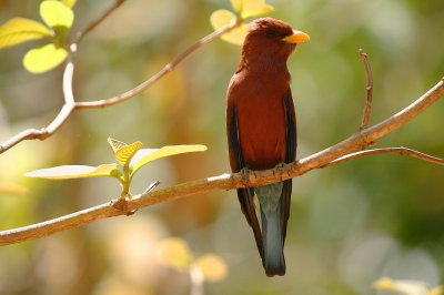 Broad-billed Roller