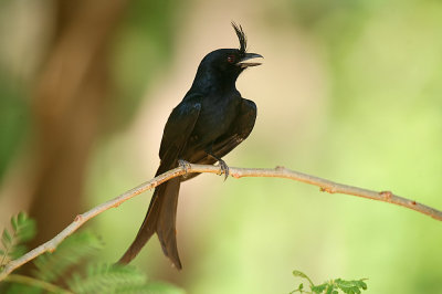 Crested Drongo