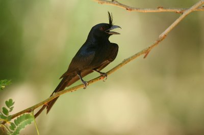 Crested Drongo