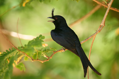 Crested Drongo