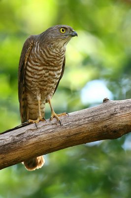 France's Sparrowhawk