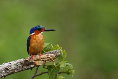 Madagascar Kingfisher