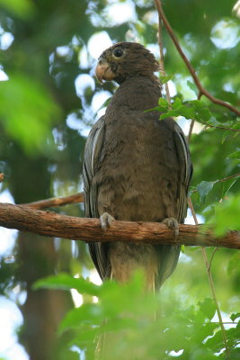 Lesser Vasa Parrot