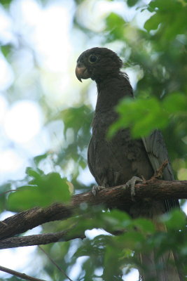 Lesser Vasa Parrot