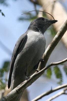 Madagascar Cuckoo Shrike