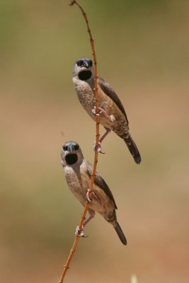 Madagascar Mannikin