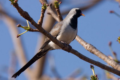 Namaqua Dove (M)