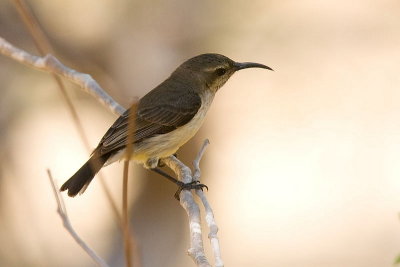 Souimanga Sunbird (F)