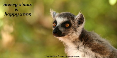Lemurs in Berenty