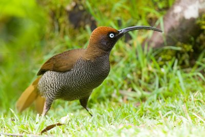 Brown Sicklebilled (F)