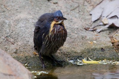Black Bittern