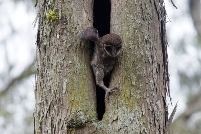 Sooty Owl