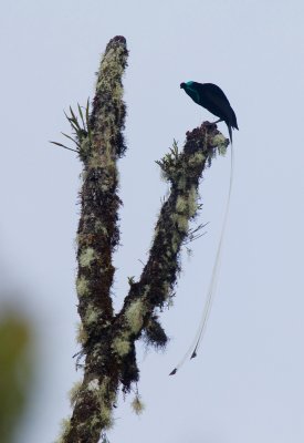 Ribbon-tailed Astrapia (M)