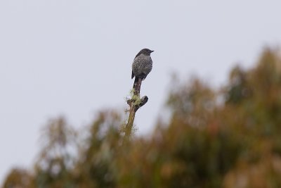 King of Saxony Bird of Paradise (F)