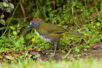 Rufous-naped Whistler (adult)