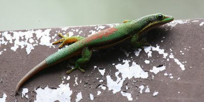 Phelsuma (Day Gecko)