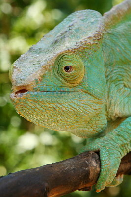 Reptiles in Ranomafana