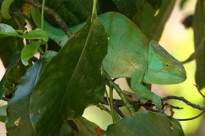 Parson's Chameleon (F)