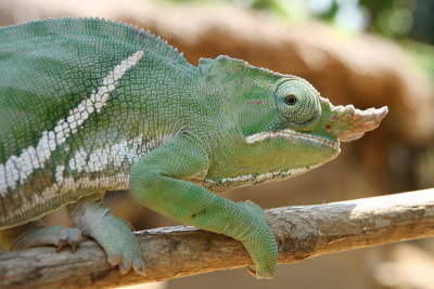 Furcifer Balteatus Chameleon