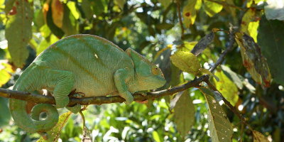 Reptiles in Ranomafana