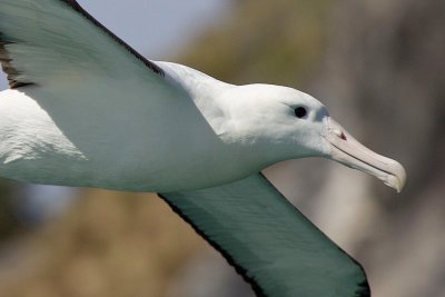 northern royal albatross