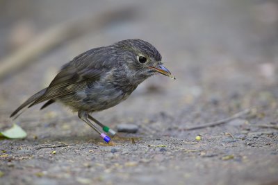 NZ Robin North Island.jpg