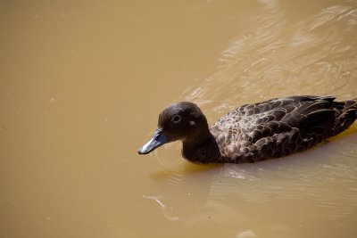 Brown Teal.jpg