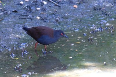 Spotless Crake.jpg