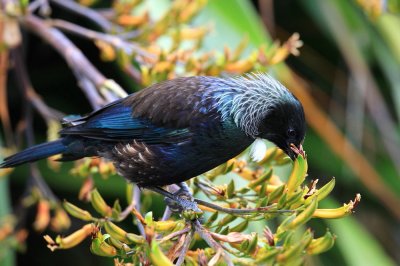 Tui