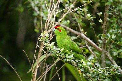 Red-crowned Parakeet