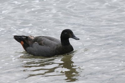 Paradise Duck