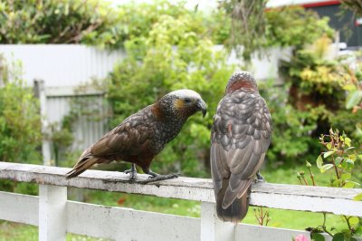 Kaka