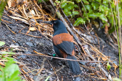 South Island Saddleback