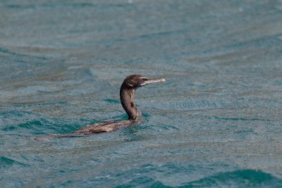 Stewart Island Shag